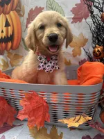 Belle 578, a female Golden Retriever for sale in Lakeland, FL – 7 of 10