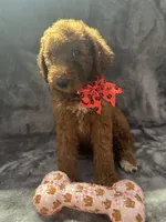 Daisy 394. F1b, a female Goldendoodle and Poodle - Miniature  for sale in Lakeland, FL – 8 of 10
