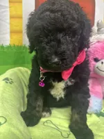 Mandy 383, a female Bernedoodle and Miniature Bernedoodle for sale in Lakeland, FL – 7 of 10
