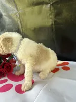 Sapphire - 334 , a female Labradoodle and Poodle - Standard  for sale in Lakeland, FL – 5 of 10