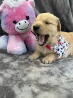 Belle 578, a female Golden Retriever for sale in Lakeland, FL – 9 of 10