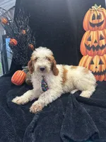 Diesel 390 F1b , a male Goldendoodle and Poodle - Miniature  for sale in Lakeland, FL – 10 of 10