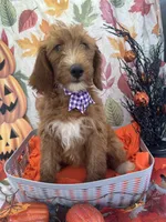 Daphne 398. F1b, a female Goldendoodle and Poodle - Miniature  for sale in Lakeland, FL – 9 of 10