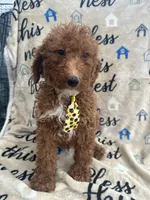 Ricky- 124, a male Labradoodle and Poodle - Standard  for sale in Lakeland, FL – 2 of 10