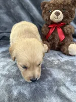Baxter 570, a male Golden Retriever for sale in Lakeland, FL – 9 of 10