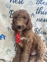 Rusty - 323, a male Labradoodle and Poodle - Standard  for sale in Lakeland, FL – 10 of 10