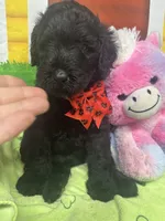 Matilda 382, a female Bernedoodle and Miniature Bernedoodle for sale in Lakeland, FL – 9 of 10