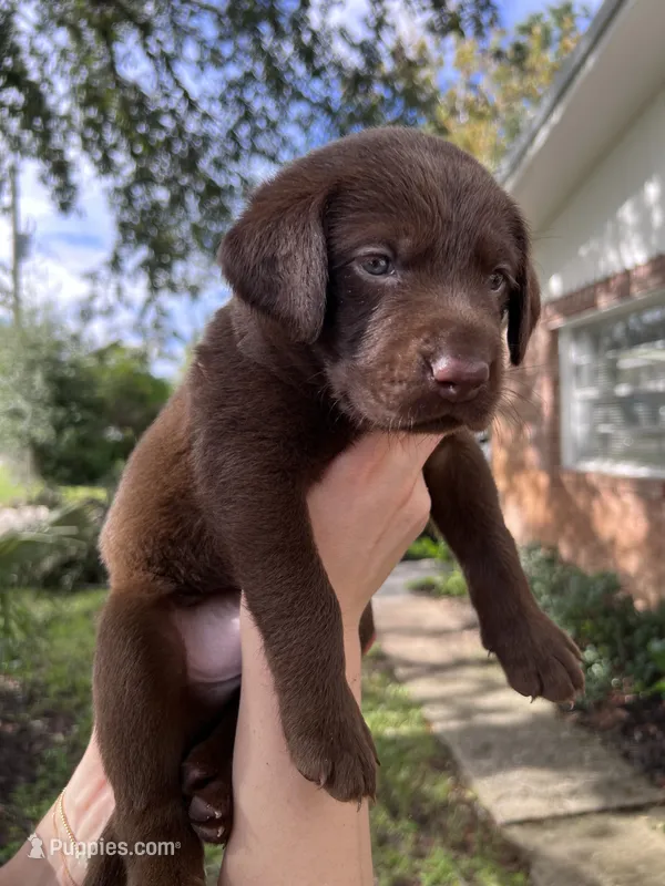 AKC Chocolate Lab Puppy - Male (Orange) - St. Augustine, FL – Labrador Retriever puppy for sale in Saint Augustine, FL