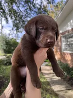 AKC Chocolate Lab Puppy - Male (Orange) - St. Augustine, FL, a male Labrador Retriever for sale in Saint Augustine, FL – 1 of 3
