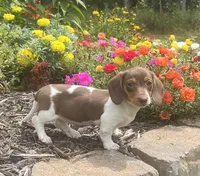 Latte, a female Miniature Dachshund for sale in Seymour, MO – Photo 4 of 4