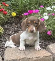 Latte, a female Miniature Dachshund for sale in Seymour, MO – Photo 2 of 4