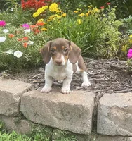Latte, a female Miniature Dachshund for sale in Seymour, MO – Photo 3 of 4