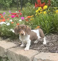 Latte, a female Miniature Dachshund for sale in Seymour, MO – Photo 1 of 4