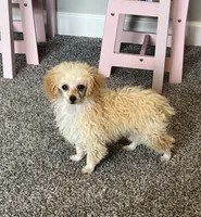 Pixie , a female Poodle - Toy  for sale in Seymour, MO – 3 of 4