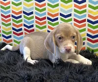 Bridget, a female Beagle for sale in Seymour, MO – Photo 2 of 4