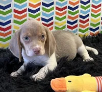 Bridget, a female Beagle for sale in Seymour, MO – Photo 4 of 4