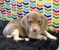 Bridget, a female Beagle for sale in Seymour, MO – Photo 3 of 4