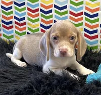 Bridget, a female Beagle for sale in Seymour, MO – Photo 1 of 4