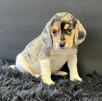 Apollo, a male Beagle for sale in Seymour, MO – Photo 3 of 4