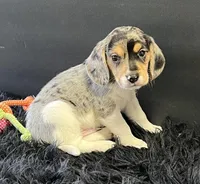 Apollo, a male Beagle for sale in Seymour, MO – Photo 4 of 4