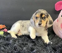 Apollo, a male Beagle for sale in Seymour, MO – Photo 2 of 4