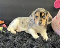 Apollo, a male Beagle for sale in Seymour, MO – Photo 1 of 4