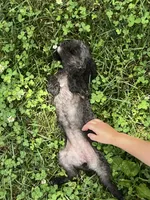 Holly, a female Poodle - Toy  for sale in Seymour, MO – Photo 3 of 4