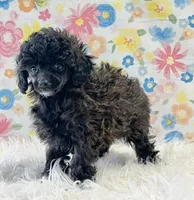 Holly, a female Poodle - Toy  for sale in Seymour, MO – Photo 4 of 4