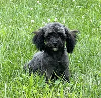 Holly, a female Poodle - Toy  for sale in Seymour, MO – Photo 2 of 4