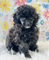 Holly, a female Poodle - Toy  for sale in Seymour, MO – Photo 1 of 4