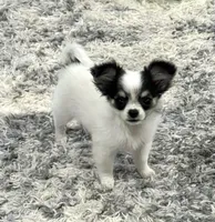 Wendy, a female Chihuahua for sale in Seymour, MO – Photo 4 of 9