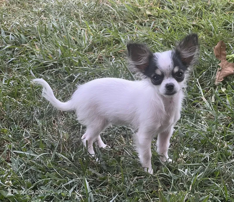 Wendy, a female Chihuahua for sale in Seymour, MO – Photo 1 of 9