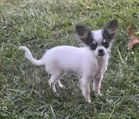 Wendy, a female Chihuahua for sale in Seymour, MO – Photo 1 of 9