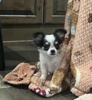 Wendy, a female Chihuahua for sale in Seymour, MO – Photo 8 of 9