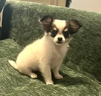 Wendy, a female Chihuahua for sale in Seymour, MO – Photo 7 of 9