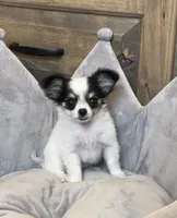 Wendy, a female Chihuahua for sale in Seymour, MO – Photo 6 of 9