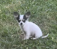 Wendy, a female Chihuahua for sale in Seymour, MO – Photo 2 of 9
