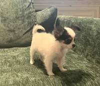 Wendy, a female Chihuahua for sale in Seymour, MO – Photo 9 of 9