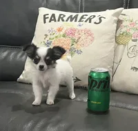 Wendy, a female Chihuahua for sale in Seymour, MO – Photo 5 of 9