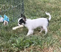 Wendy, a female Chihuahua for sale in Seymour, MO – Photo 3 of 9