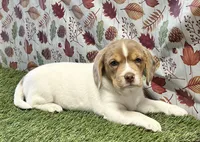 Lizzy, a female Beagle for sale in Seymour, MO – Photo 2 of 4