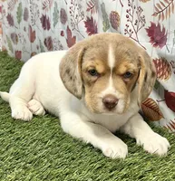 Lizzy, a female Beagle for sale in Seymour, MO – Photo 3 of 4