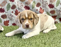 Lizzy, a female Beagle for sale in Seymour, MO – Photo 1 of 4