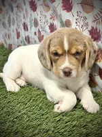 Lizzy, a female Beagle for sale in Seymour, MO – Photo 4 of 4