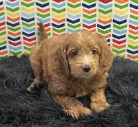 Annie, a female Miniature Goldendoodle for sale in Seymour, MO – Photo 2 of 3