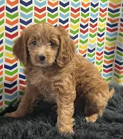Annie, a female Miniature Goldendoodle for sale in Seymour, MO – Photo 3 of 3