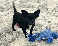 Goose, a male Chihuahua for sale in Seymour, MO – Photo 3 of 7