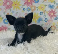 Goose, a male Chihuahua for sale in Seymour, MO – Photo 5 of 7