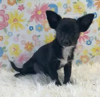 Goose, a male Chihuahua for sale in Seymour, MO – Photo 1 of 7