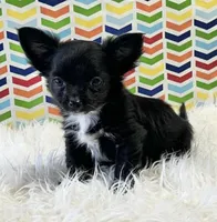 Goose, a male Chihuahua for sale in Seymour, MO – Photo 6 of 7